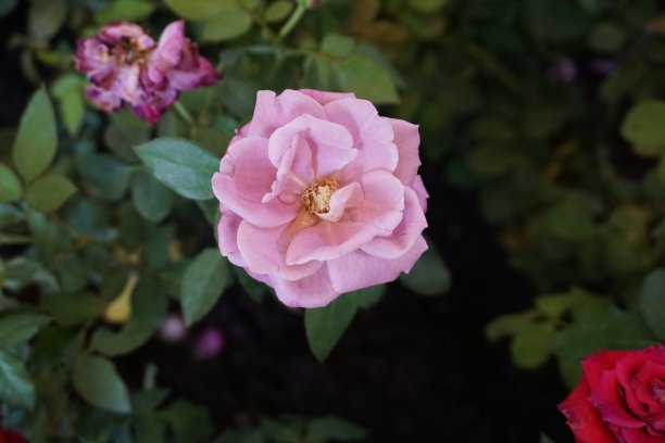 春天花园里盛开着美丽的玫瑰。图片下载