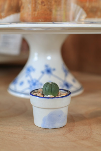 咖啡店柜台旁的木架子上的室内多肉植物。仙人掌种植在陶瓷花盆。最小的花图片下载