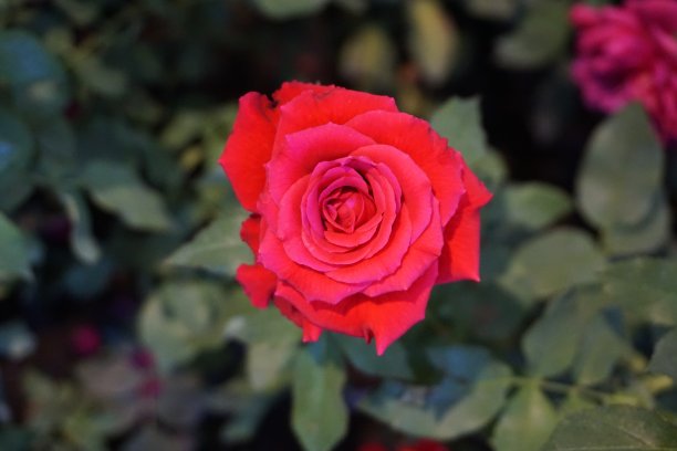 春天花园里盛开着美丽的玫瑰。图片下载