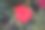 春天花园里盛开着美丽的玫瑰。图片下载