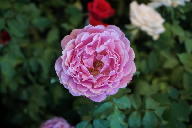 春天花园里盛开着美丽的玫瑰。图片下载