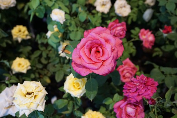 春天花园里盛开着美丽的玫瑰。图片下载