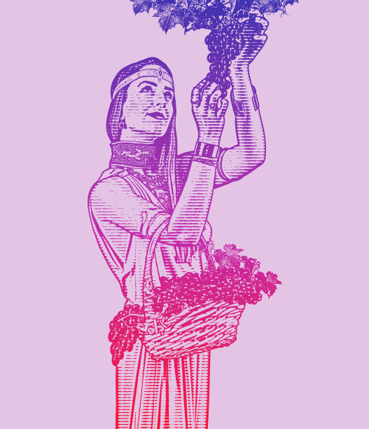 美丽的女人采摘葡萄酒葡萄图片下载