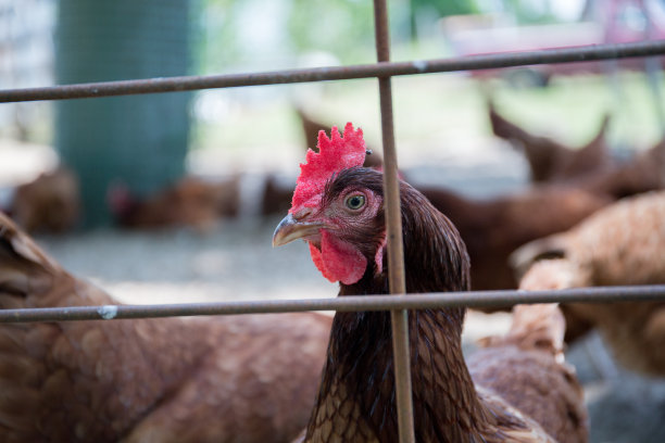 农场鸡1图片下载