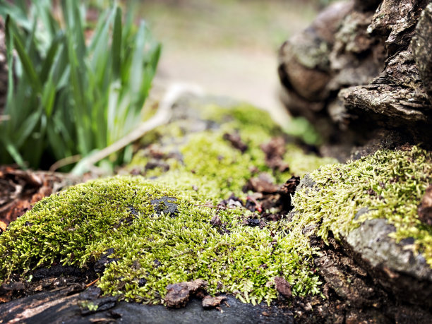 树根上的苔藓图片下载