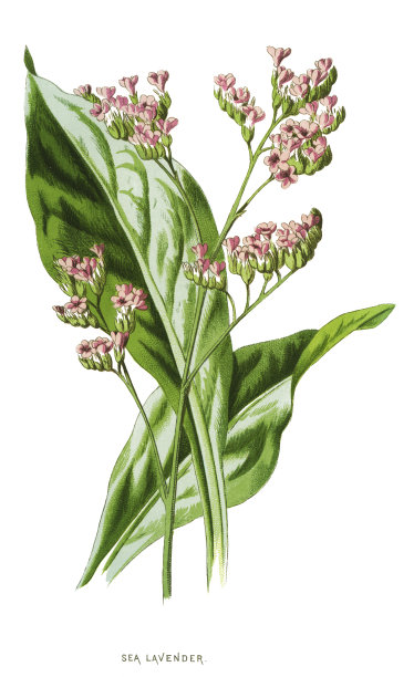 海薰衣草，静香，肉桂，沼泽迷迭香图片下载