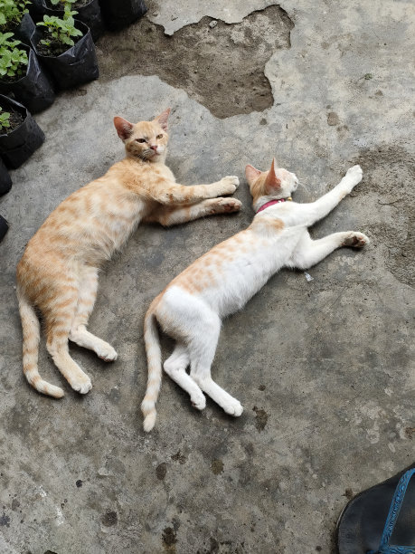 两只猫睡在一起图片下载