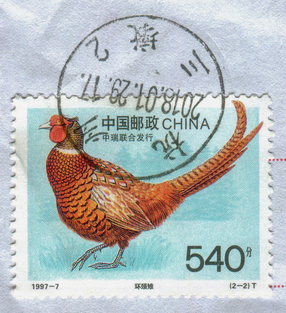 中国邮票:环颈野鸡插画图片下载