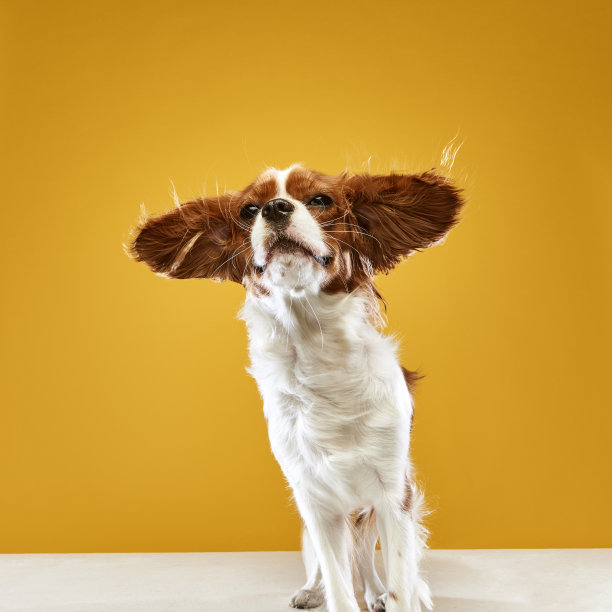 飞行的耳朵。美丽，有趣，可爱的骑士国王查尔斯猎犬站在黄色的工作室背景图片下载
