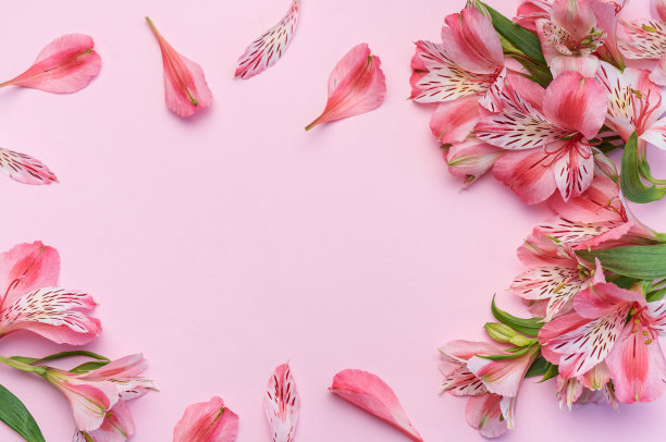 美丽的alstroemia花在粉红色的背景图片下载