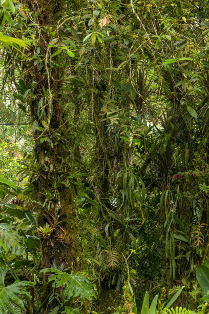 在热带雨林的多样性的看法-股票照片图片下载