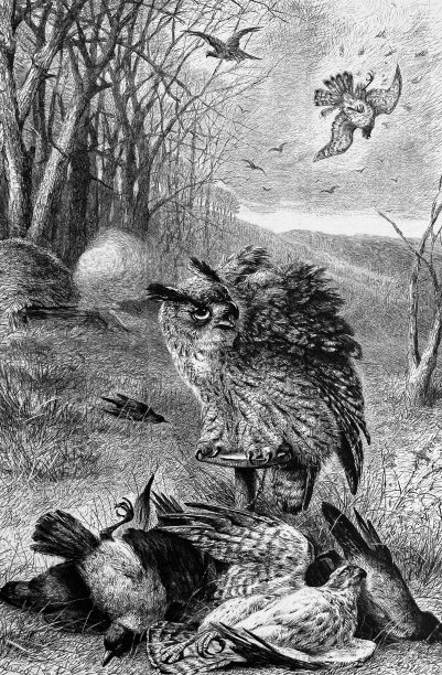 用一只活猫头鹰来狩猎图片下载