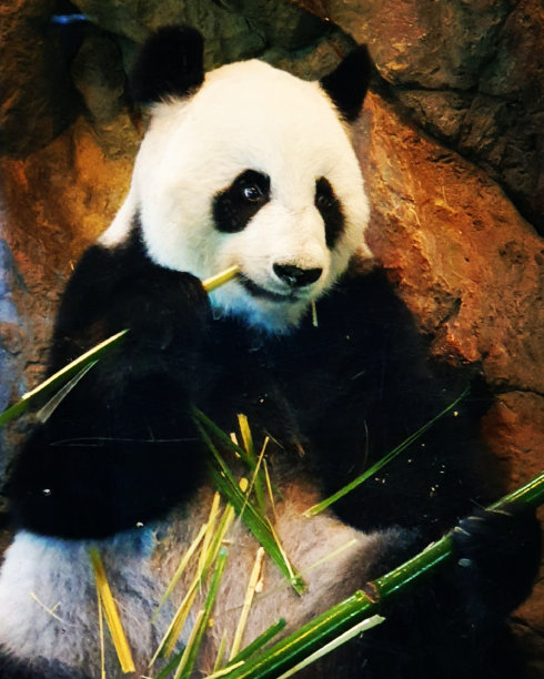 竹子作为早餐图片下载