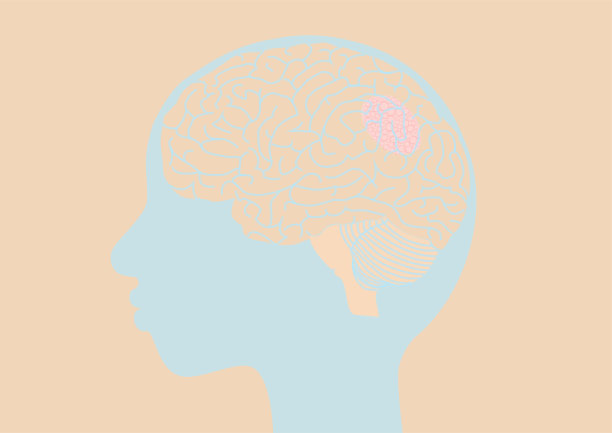 人类的头部和大脑与癌症图片下载