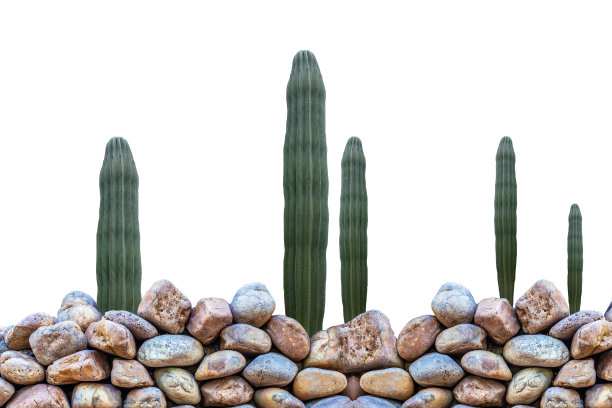 仙人掌孤立图片下载