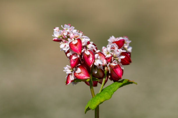 有红花的荞麦。Fagopyrum esculentum图片下载