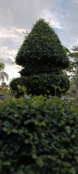 修剪成形的花园图片下载