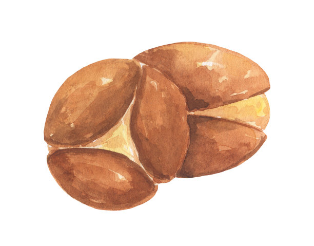 棕色坚果。水彩插图孤立在白色。图片下载