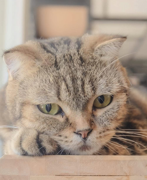 咖啡馆图片下载