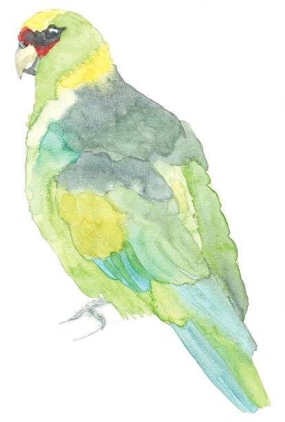 澳大利亚环形领的绘画图片下载