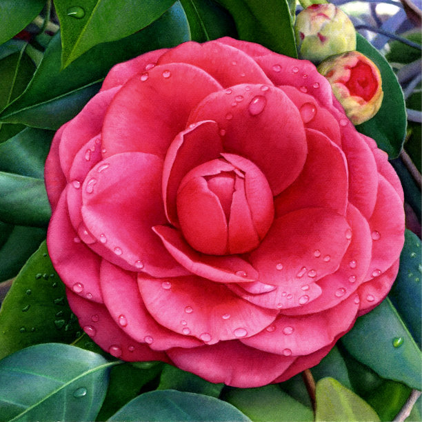 卡梅利亚 2图片下载