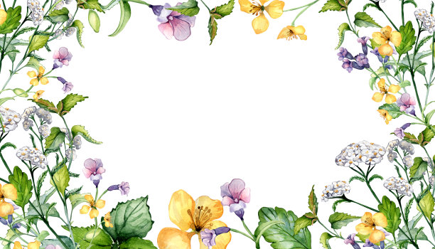 板野生药用植物，草药水彩插图孤立在白色的背景。千叶阿喀琉斯、荨麻、肺草、celanine flower手绘。标签、包装、明信片设计图片下载