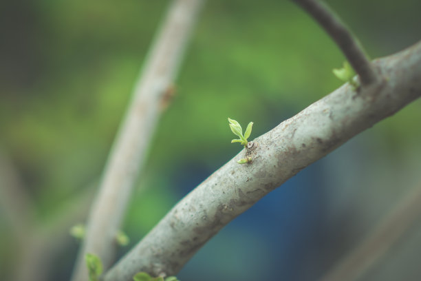 美丽的多色雨天花卉和树木的图像，绿色，橙色，蓝色和其他图片下载