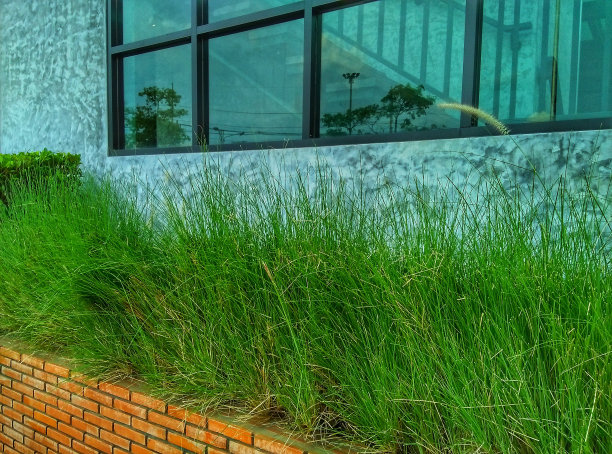 办公楼前砖墙上的绿草图片下载