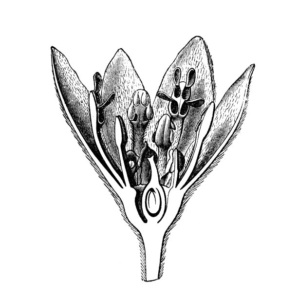 香樟，樟树，樟木，樟树图片下载