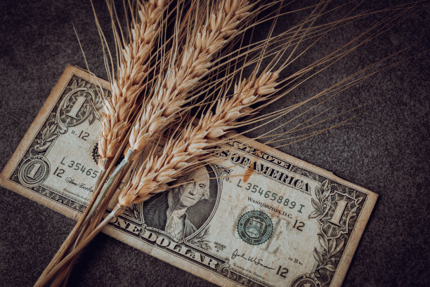 美元钞票和麦粒。程式化的照片。图片下载