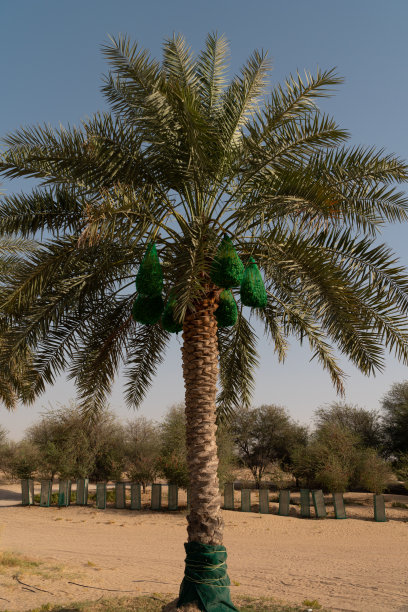 孤零零的棕榈树，枣子被绿色的网覆盖着图片下载