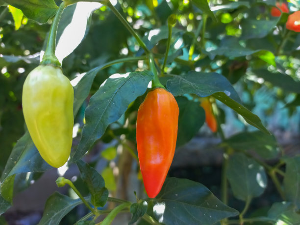 绿色和红色的辣椒挂在花园里的树上图片下载
