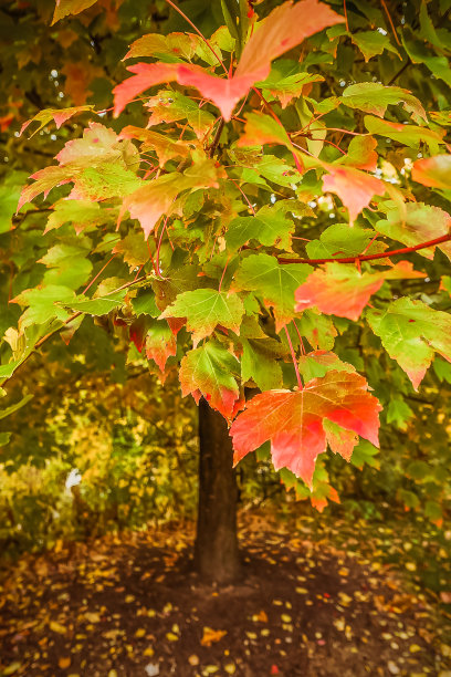 秋天的枫树图片下载