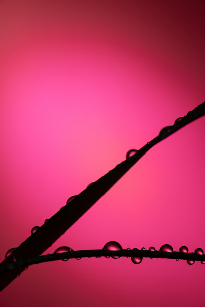 叶子上的水滴图片下载