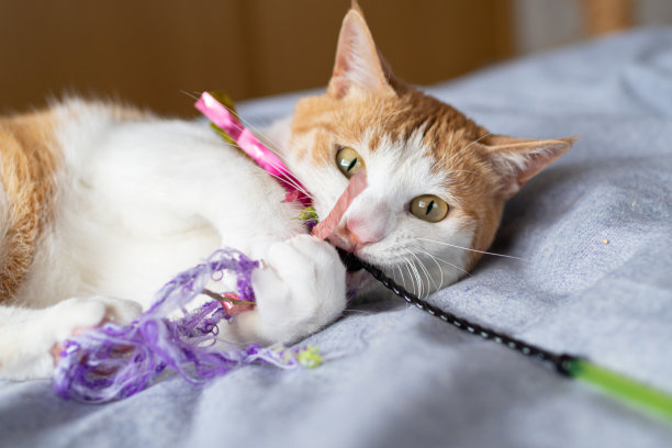 猫在玩玩具图片下载