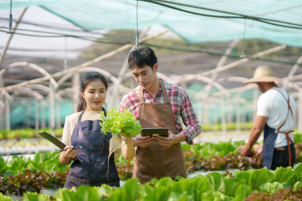 水培法。微笑的年轻亚洲夫妇农民收获有机蔬菜沙拉从农场花园。图片下载