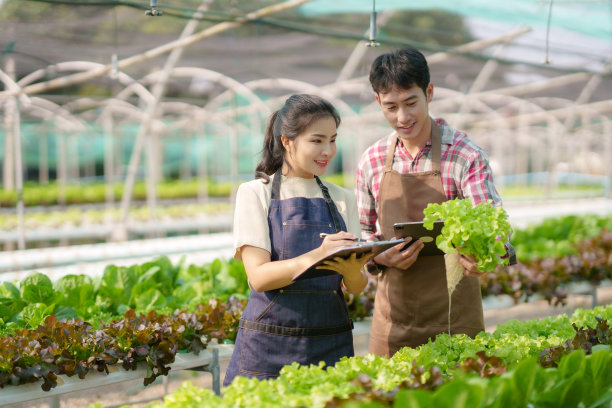 水培法。微笑的年轻亚洲夫妇农民收获有机蔬菜沙拉从农场花园。图片下载