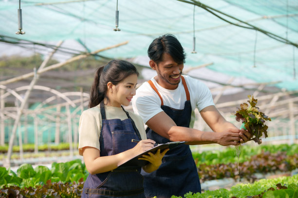 水培法。微笑的年轻亚洲夫妇农民收获有机蔬菜沙拉从农场花园。图片下载