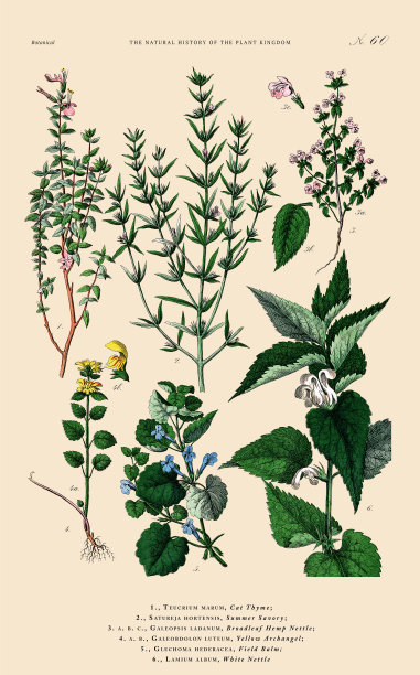 手工着色的植物雕刻，植物王国的历史，维多利亚植物插图，板块60，大约1853年图片下载