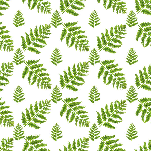 手绘水彩无缝图案的绿色蕨类树枝与树叶的婚礼，生日，贺卡，菜单，横幅，边界，贴纸。元素被隔离在白色背景上。图片下载