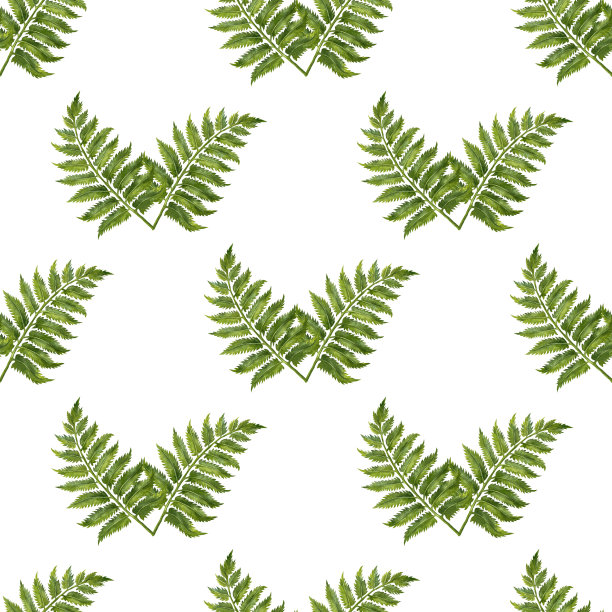 手绘水彩无缝图案的绿色蕨类树枝与树叶的婚礼，生日，贺卡，菜单，横幅，边界，贴纸。元素被隔离在白色背景上。图片下载