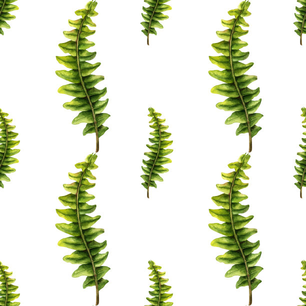 手绘水彩无缝图案的绿色蕨类树枝与树叶的婚礼，生日，贺卡，菜单，横幅，边界，贴纸。元素被隔离在白色背景上。图片下载