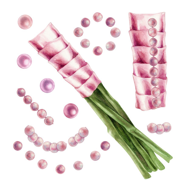 粉色蝴蝶结和丝带的水彩插图装饰花束婚礼，生日，情人节，母亲节，妇女节，父母和女儿节，复活节，圣诞节。孤立的元素图片下载