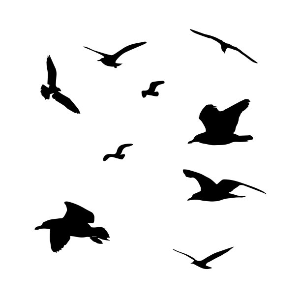 鸟群病媒。黑白电影图片下载