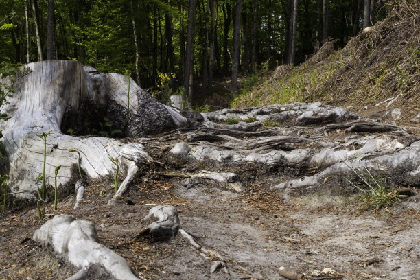 有古老树根的森林徒步路线图片下载