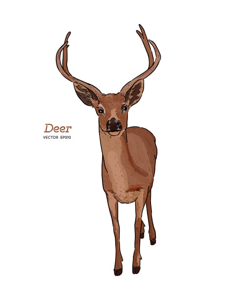 鹿动物手绘素描图片下载