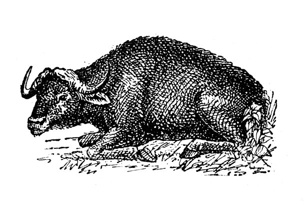 古董插图:布法罗图片下载