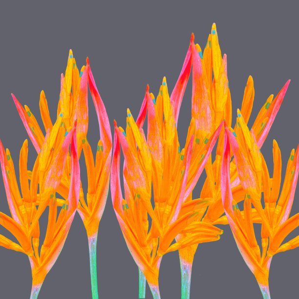 鸟类的天堂图片下载