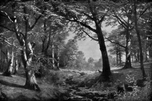 《山毛榉树林》弗里茨·卡尔·沃纳·艾贝尔著——19世纪图片下载
