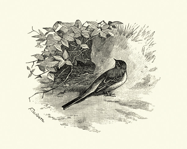 灰鹡鸰(灰鹡鸰)和它的巢图片下载